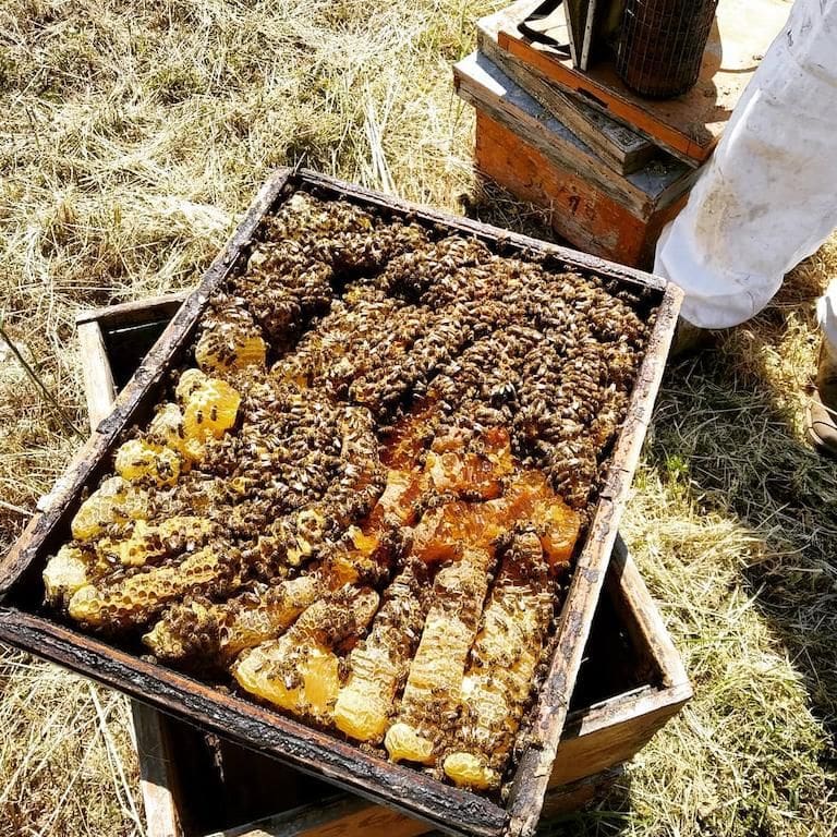 close-up of honeycomb panel with honey and bees at Melostagma